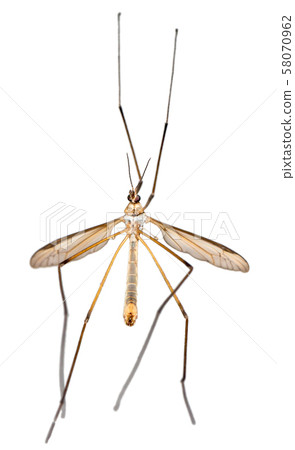 Crane Fly or Tipula 58070962