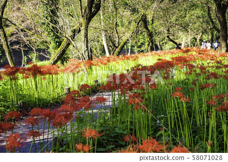 (Hidaka City, Saitama Prefecture) 58071028