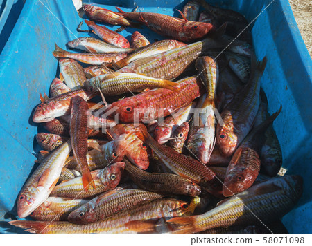 Read sea fish in the blue plastic box Read sea fish in the blue plastic box 58071098