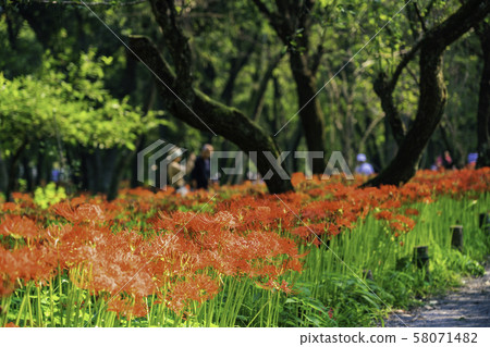 (Hidaka City, Saitama Prefecture) 58071482