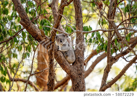 Australian Koala Sitting In A Tree Australian Koala Sitting In A Tree 58072229