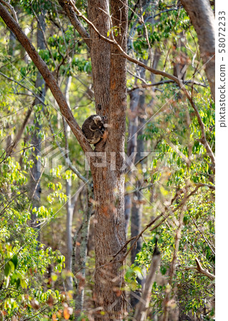 Australian Koala Asleep In A Tree 58072233