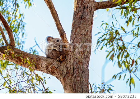 Australian Koala Sitting In A Tree Cuddling It's 58072235