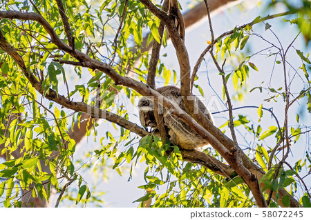 Australian Koala Asleep In A Tree 58072245