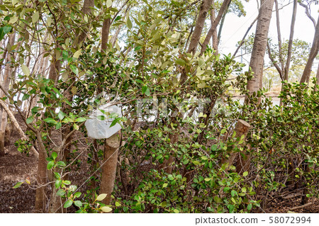 Plastic Bag Littering Mangroves 58072994