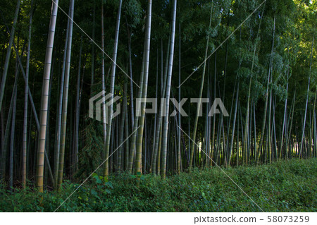 Sa玉市周邊的沼沼田,森林,竹林,綠色信託保護區 Sa玉市周邊的沼沼田,森林,竹林,綠色信託保護區 58073259
