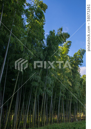 Minuma rice field surrounding forest, bamboo forest, green trust and conservation area, Saitama City 58073261