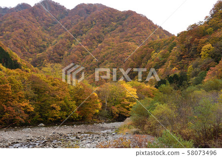 Photographing the scenery of autumn leaves at the Yakumo Pass in Yakumo-cho, Hokkaido 58073496