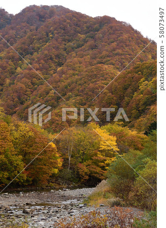 Photographing the scenery of autumn leaves at the Yakumo Pass in Yakumo-cho, Hokkaido 58073497