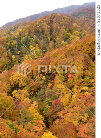 Photographing the scenery of autumn leaves at the Yakumo Pass in Yakumo-cho, Hokkaido 58073522