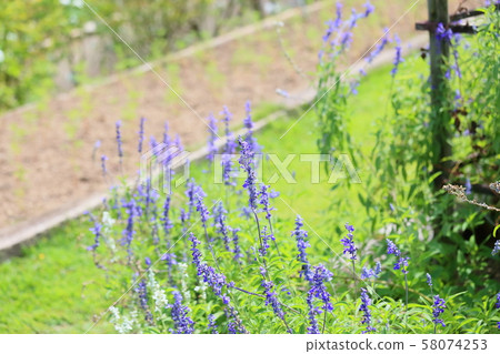 Flower of Salvia Farinassea Flower of Salvia Farinassea 58074253