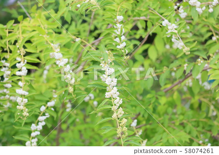 白色絲綢的果實 58074261