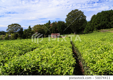 茶園(秋天) 茶園(秋天) 58074411