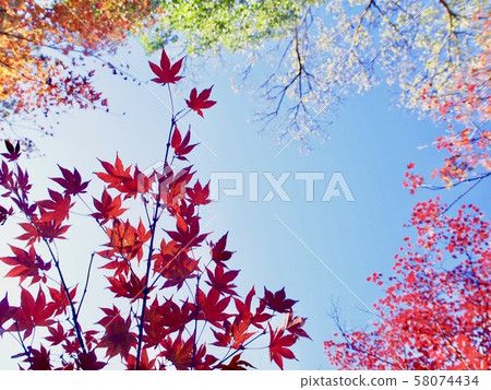 秋天的樹葉 58074434