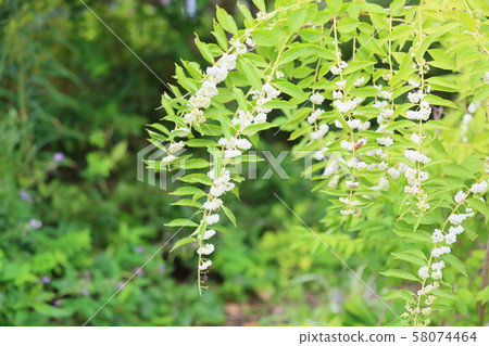 Fruit of white silk Fruit of white silk 58074464
