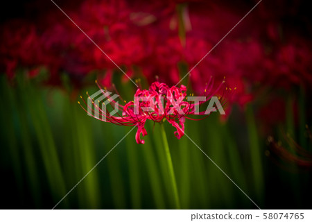 關閉紅色群孤挺花 58074765