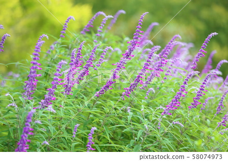 Salvia leucansa flowers 58074973