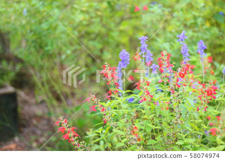 Flowers of Salvia Connecticia 58074974