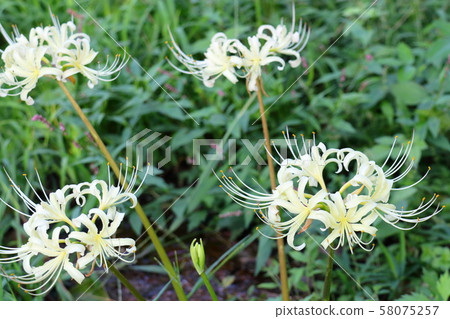 白色簇狀孤挺花 白色簇狀孤挺花 58075257