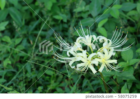 白色簇狀孤挺花 白色簇狀孤挺花 58075259