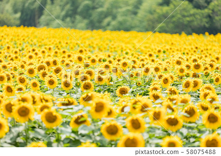 Summer sunflower 58075488