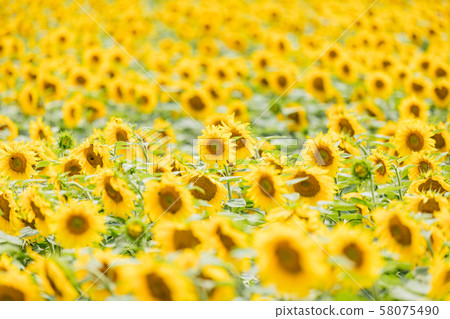 Summer sunflower 58075490
