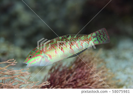 Akanijibera 58075981