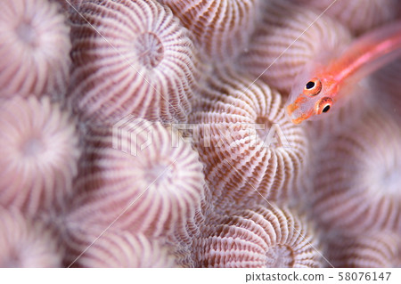 Coral and fish 58076147