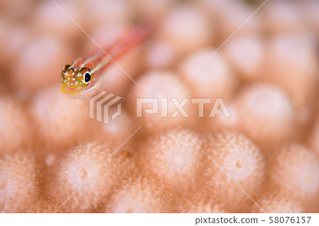 珊瑚和魚 珊瑚和魚 58076157