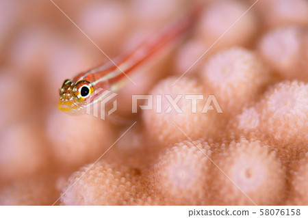 珊瑚和魚 58076158
