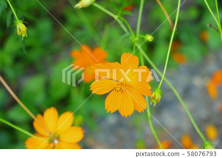 黃波斯菊 黃波斯菊 58076793
