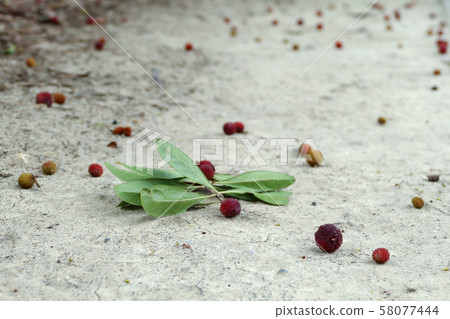 Bayberry fruit that fell to the ground 58077444
