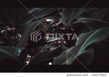 Green leave on dark background. Nature green plant 58077603