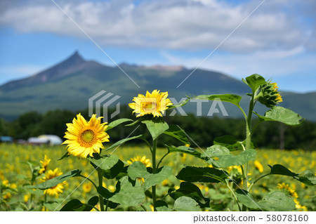 Sunflower and Komagatake 58078160