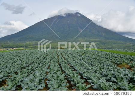 Photographing the scenery of a broccoli field that reached fruition in Makkari Village, Hokkaido Photographing the scenery of a broccoli field that reached fruition in Makkari Village, Hokkaido 58079393