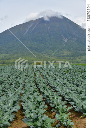 Photographing the scenery of a broccoli field that reached fruition in Makkari Village, Hokkaido 58079394