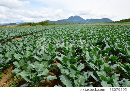 Photographing the scenery of a broccoli field that reached fruition in Makkari Village, Hokkaido 58079395