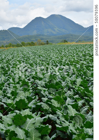 Photographing the scenery of a broccoli field that reached fruition in Makkari Village, Hokkaido Photographing the scenery of a broccoli field that reached fruition in Makkari Village, Hokkaido 58079396