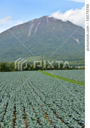 Photographing the scenery of a broccoli field that reached fruition in Makkari Village, Hokkaido Photographing the scenery of a broccoli field that reached fruition in Makkari Village, Hokkaido 58079398