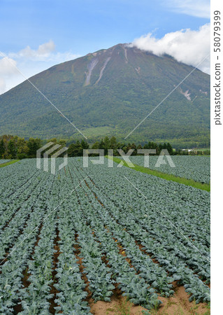 Photographing the scenery of a broccoli field that reached fruition in Makkari Village, Hokkaido 58079399