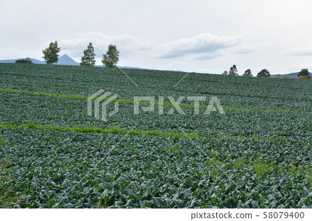 Photographing the scenery of a broccoli field that reached fruition in Makkari Village, Hokkaido Photographing the scenery of a broccoli field that reached fruition in Makkari Village, Hokkaido 58079400