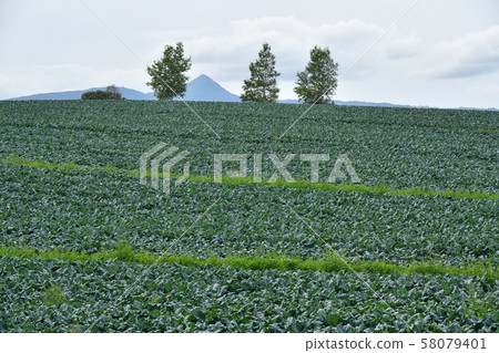 Photographing the scenery of a broccoli field that reached fruition in Makkari Village, Hokkaido Photographing the scenery of a broccoli field that reached fruition in Makkari Village, Hokkaido 58079401