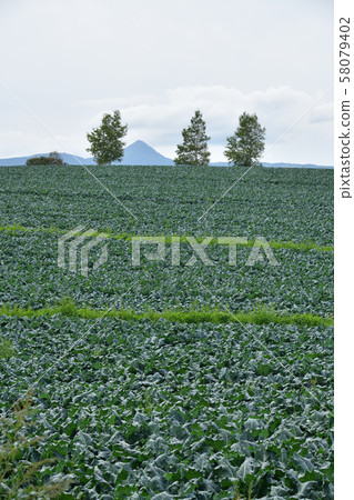 Photographing the scenery of a broccoli field that reached fruition in Makkari Village, Hokkaido Photographing the scenery of a broccoli field that reached fruition in Makkari Village, Hokkaido 58079402