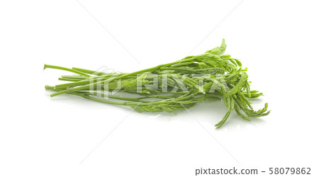 Leucaena an isolated on white Background Leucaena an isolated on white Background 58079862