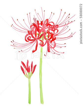 Lycoris radiata [Higanbana - Stock Illustration [58080072] - PIXTA