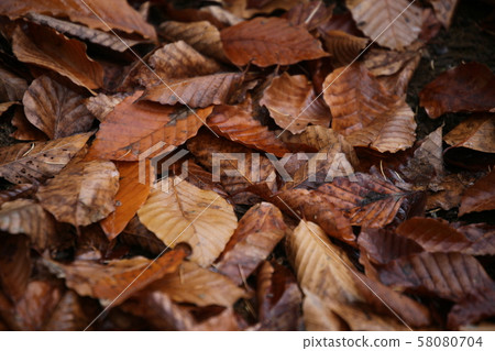 Fallen leaves  58080704