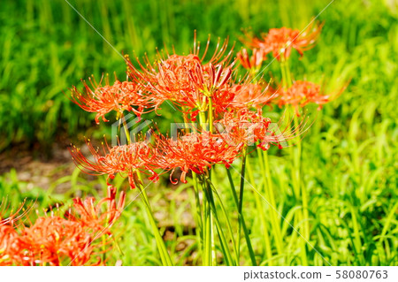 Pearl red in a drawstring 58080763