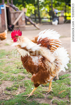 Brown Rooster flapping its wings on green grass Brown Rooster flapping its wings on green grass 58080913