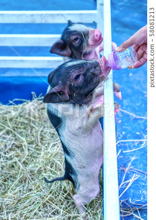 Pound Belly pig sucking milk Pound Belly pig sucking milk 58081213