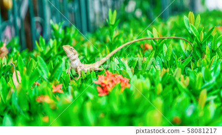 Chameleon on the tree Chameleon on the tree 58081217